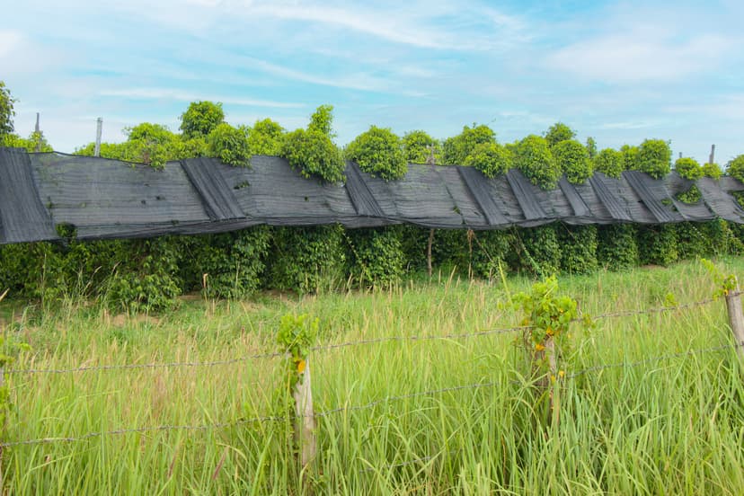 Pfefferfeld mit schwarzem Schattennetz über den Reben