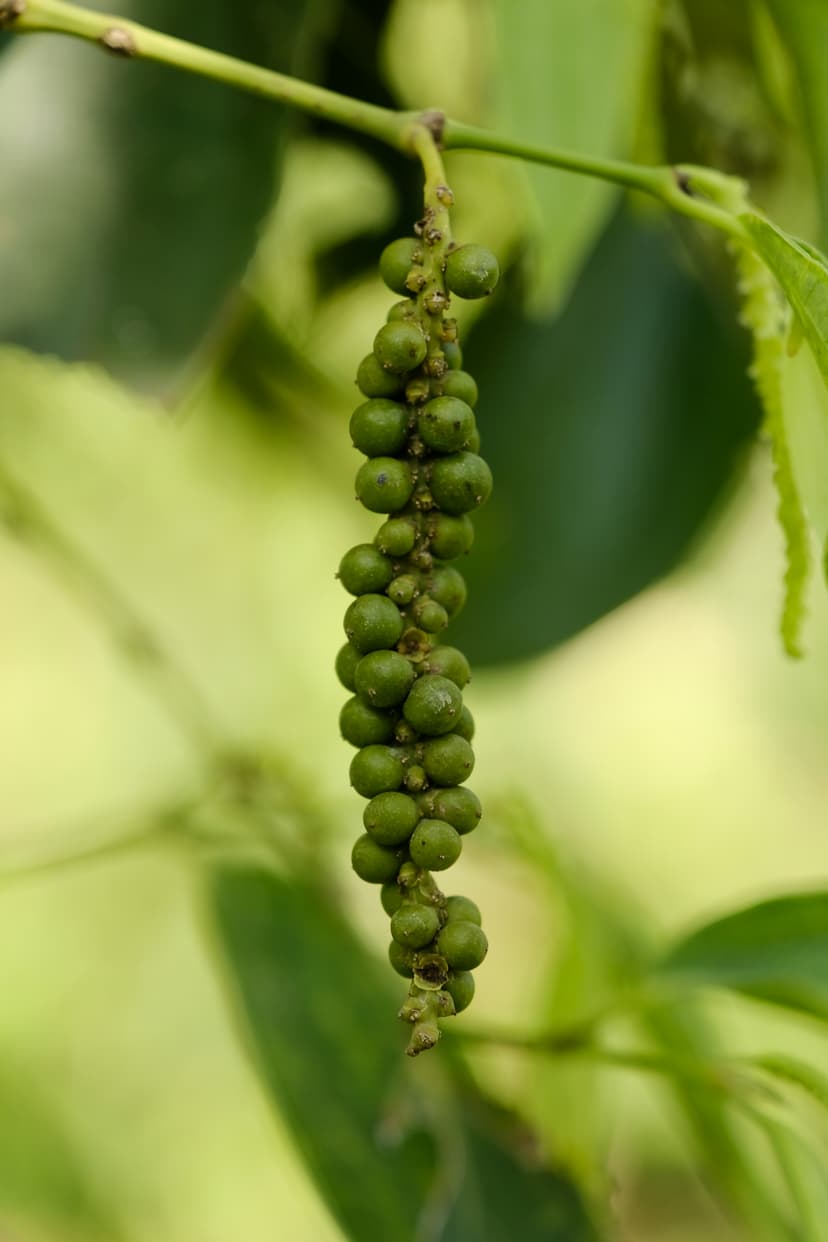 A spike of green peppercorns on the pepper vine