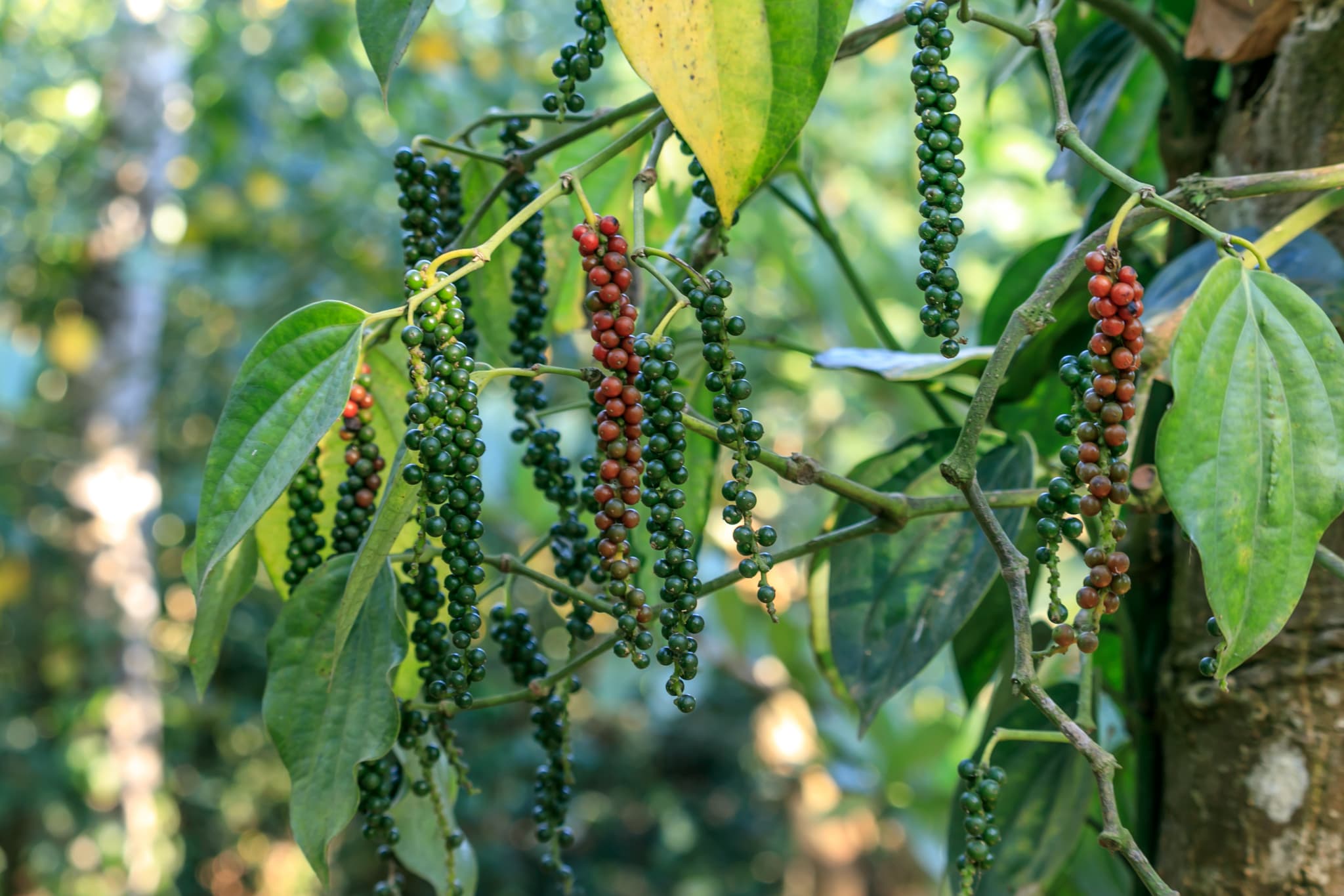 pepperplant